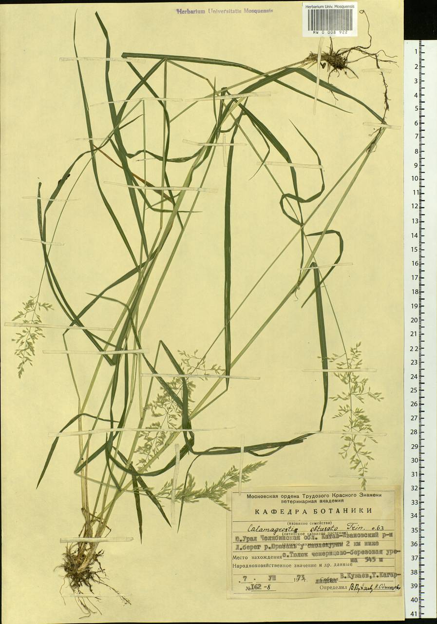 Calamagrostis obtusata Trin., Eastern Europe, Eastern region (E10) (Russia)