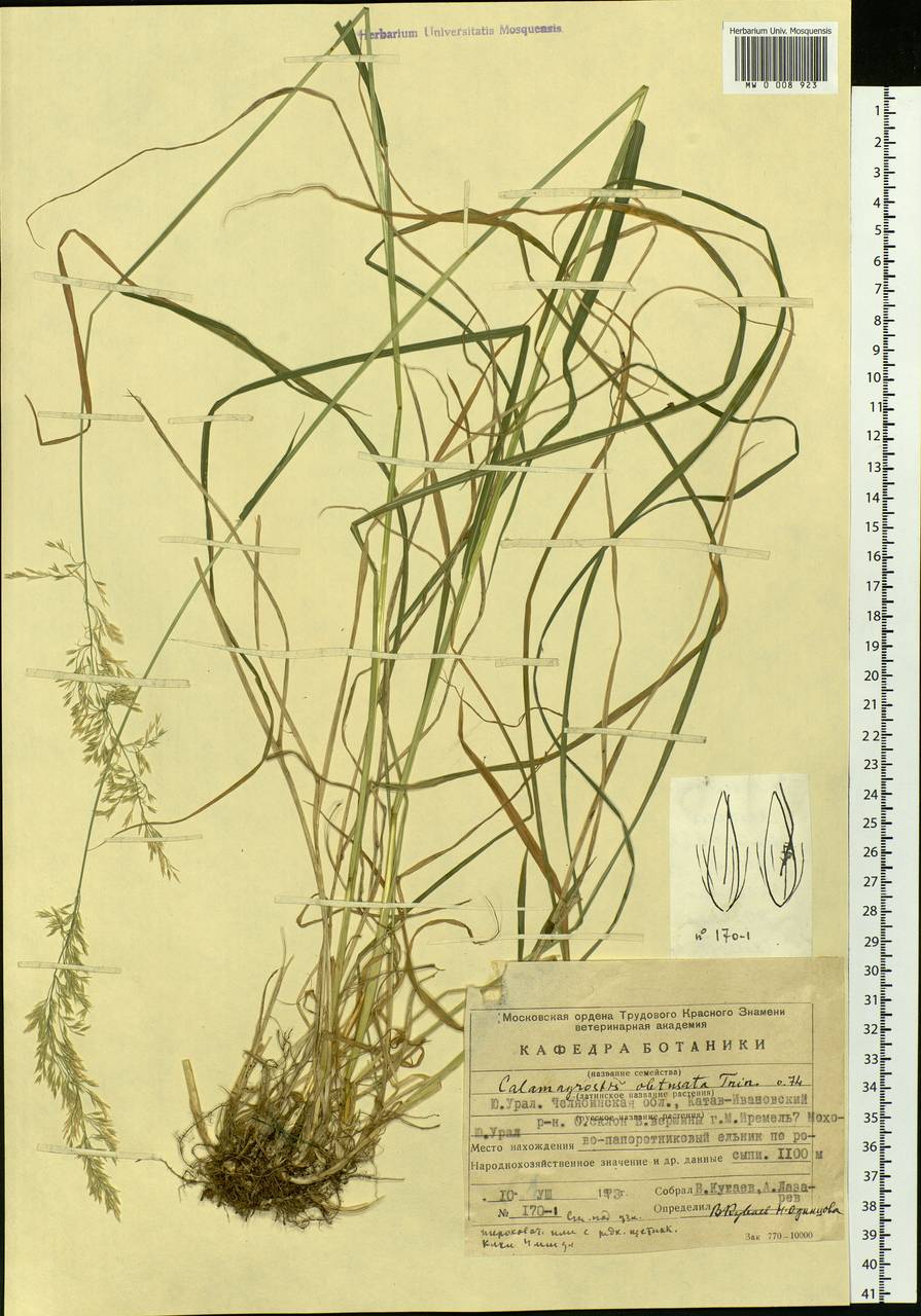 Calamagrostis obtusata Trin., Eastern Europe, Eastern region (E10) (Russia)
