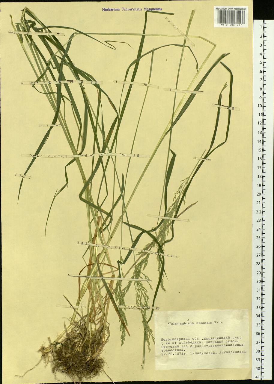 Calamagrostis obtusata Trin., Siberia, Western Siberia (S1) (Russia)
