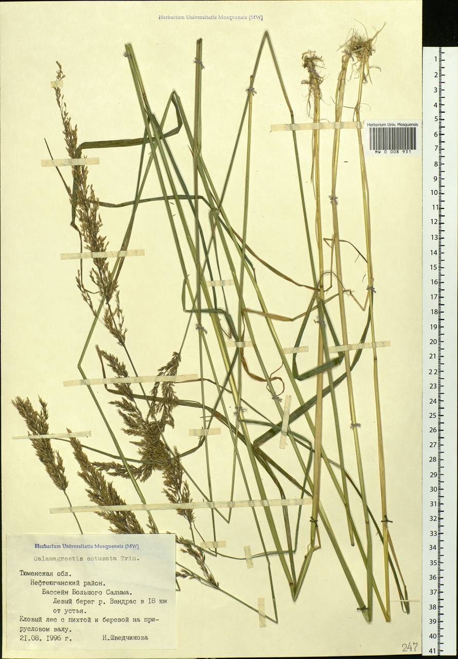 Calamagrostis obtusata Trin., Siberia, Western Siberia (S1) (Russia)
