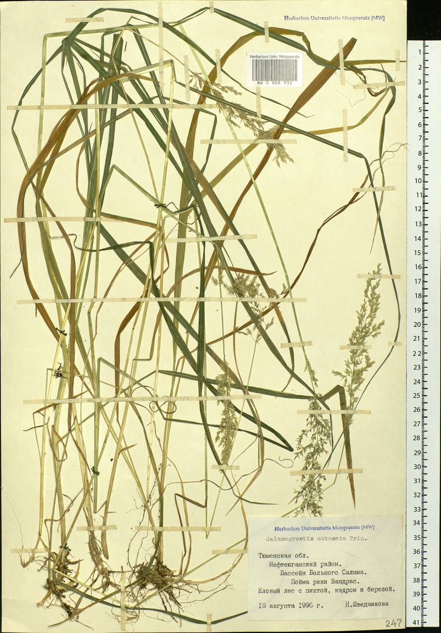 Calamagrostis obtusata Trin., Siberia, Western Siberia (S1) (Russia)