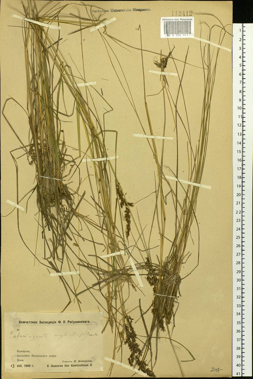 Achnatherum calamagrostis (L.) P.Beauv., Siberia, Chukotka & Kamchatka (S7) (Russia)