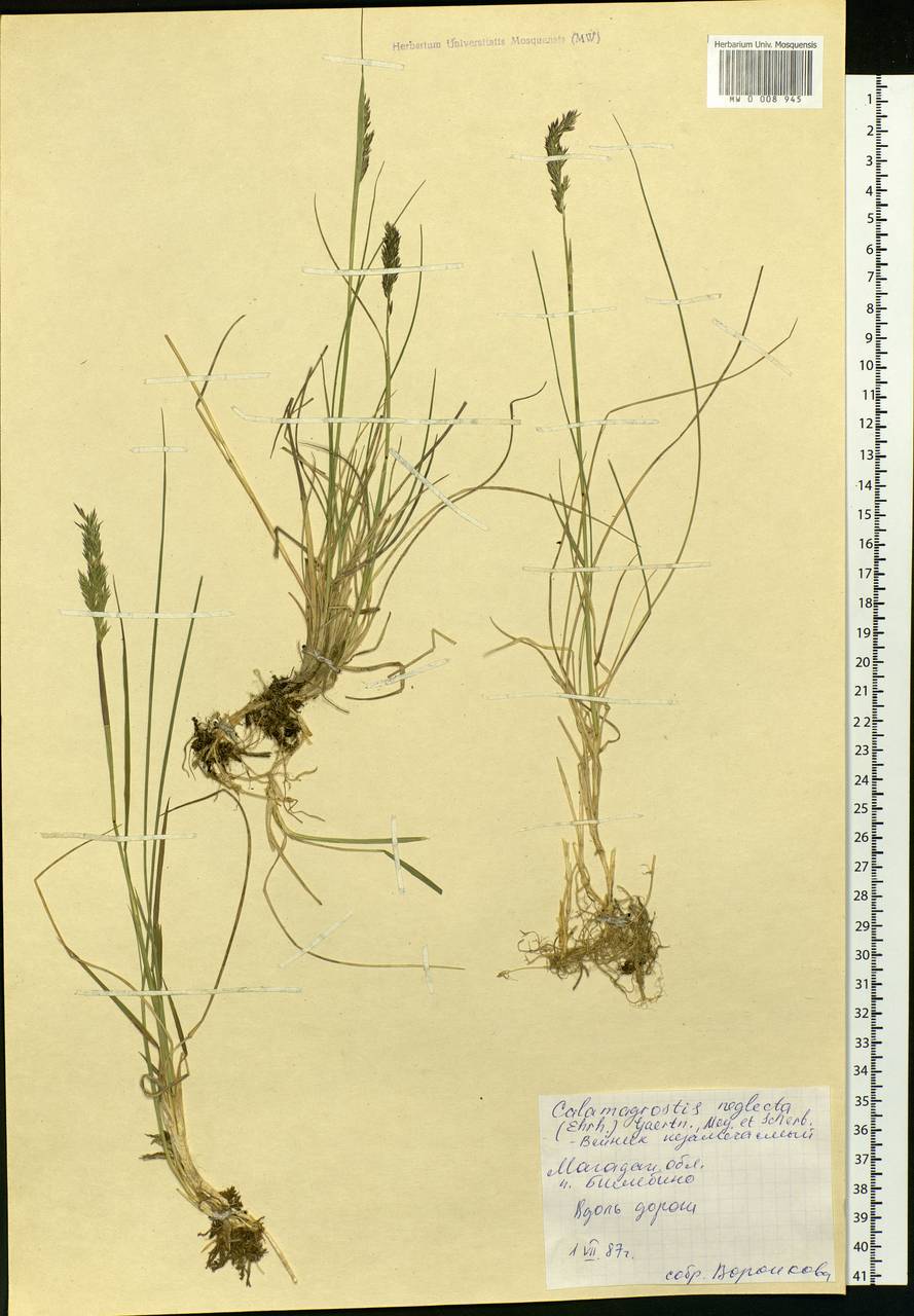 Achnatherum calamagrostis (L.) P.Beauv., Siberia, Chukotka & Kamchatka (S7) (Russia)