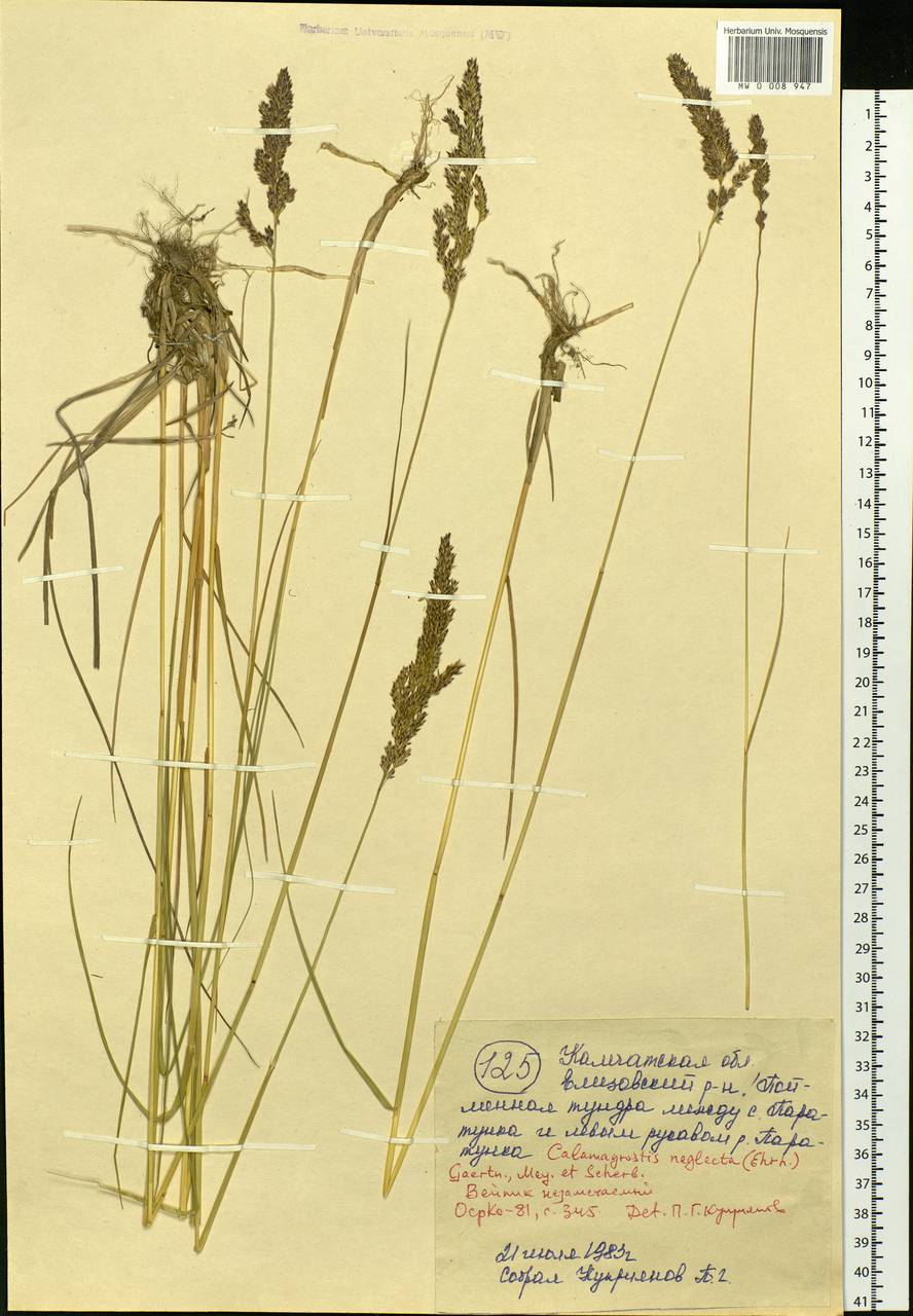 Achnatherum calamagrostis (L.) P.Beauv., Siberia, Chukotka & Kamchatka (S7) (Russia)