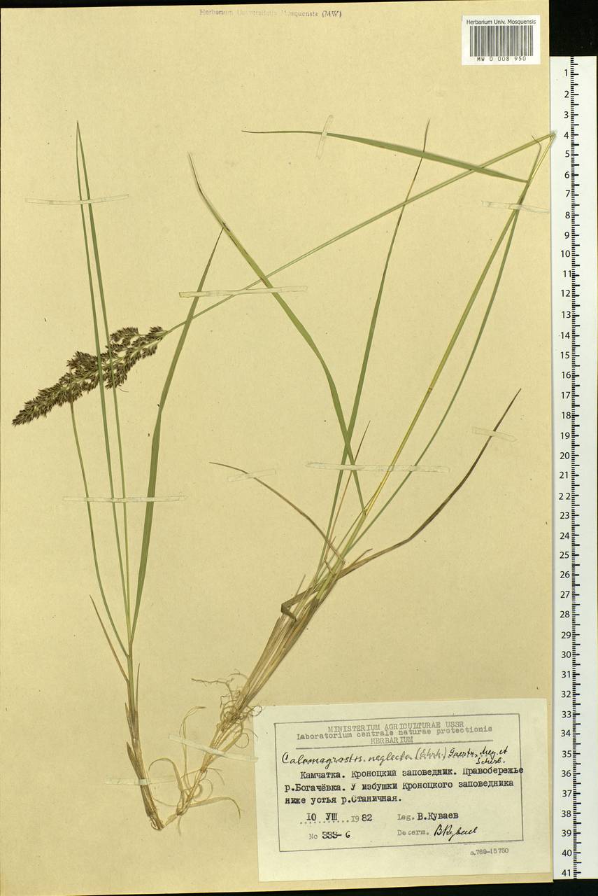 Achnatherum calamagrostis (L.) P.Beauv., Siberia, Chukotka & Kamchatka (S7) (Russia)