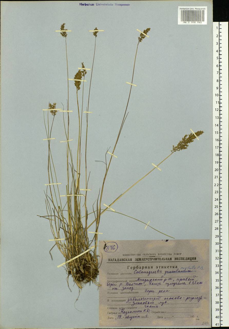 Achnatherum calamagrostis (L.) P.Beauv., Siberia, Chukotka & Kamchatka (S7) (Russia)