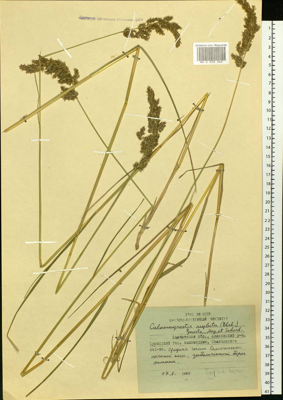 Achnatherum calamagrostis (L.) P.Beauv., Siberia, Chukotka & Kamchatka (S7) (Russia)