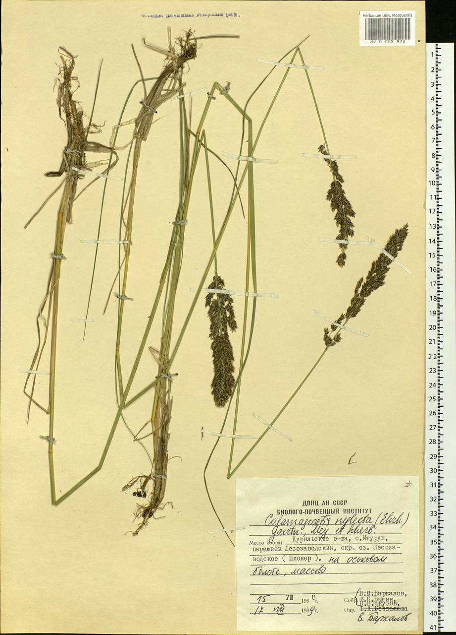 Achnatherum calamagrostis (L.) P.Beauv., Siberia, Russian Far East (S6) (Russia)