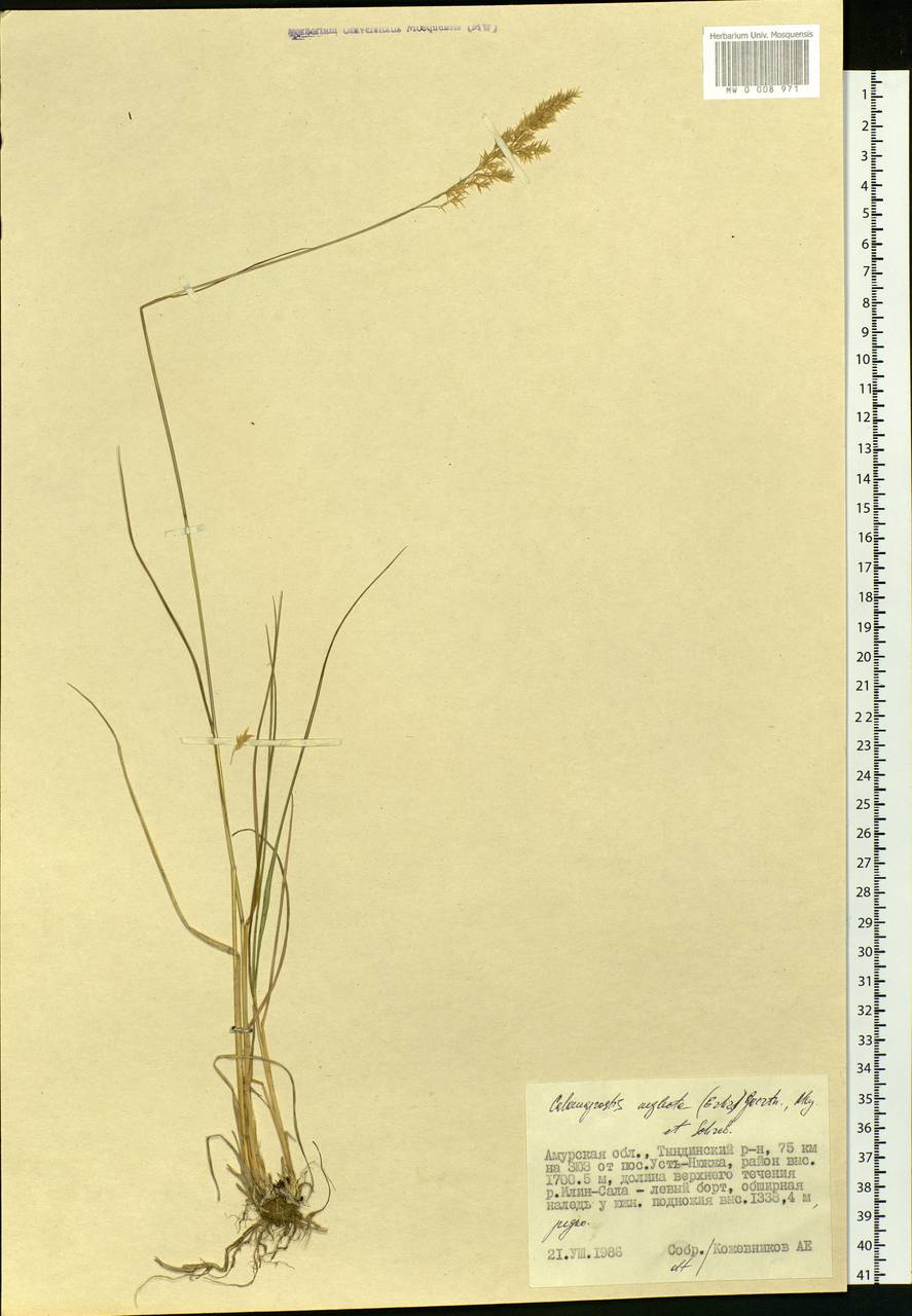 Achnatherum calamagrostis (L.) P.Beauv., Siberia, Russian Far East (S6) (Russia)