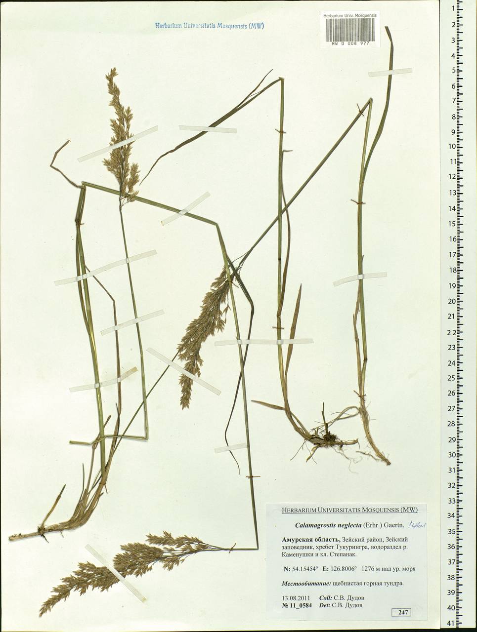 Achnatherum calamagrostis (L.) P.Beauv., Siberia, Russian Far East (S6) (Russia)