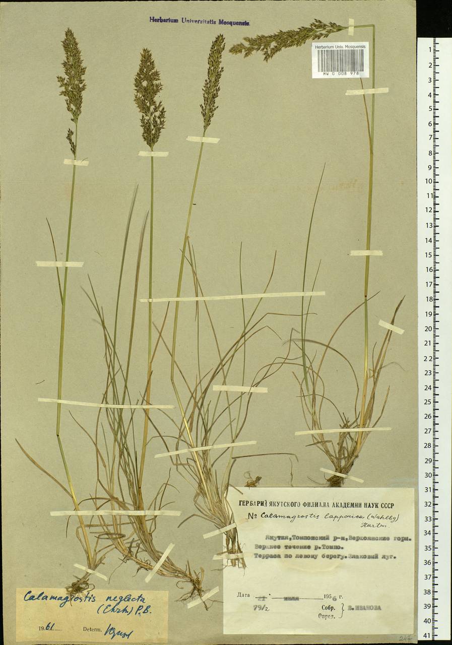 Achnatherum calamagrostis (L.) P.Beauv., Siberia, Yakutia (S5) (Russia)