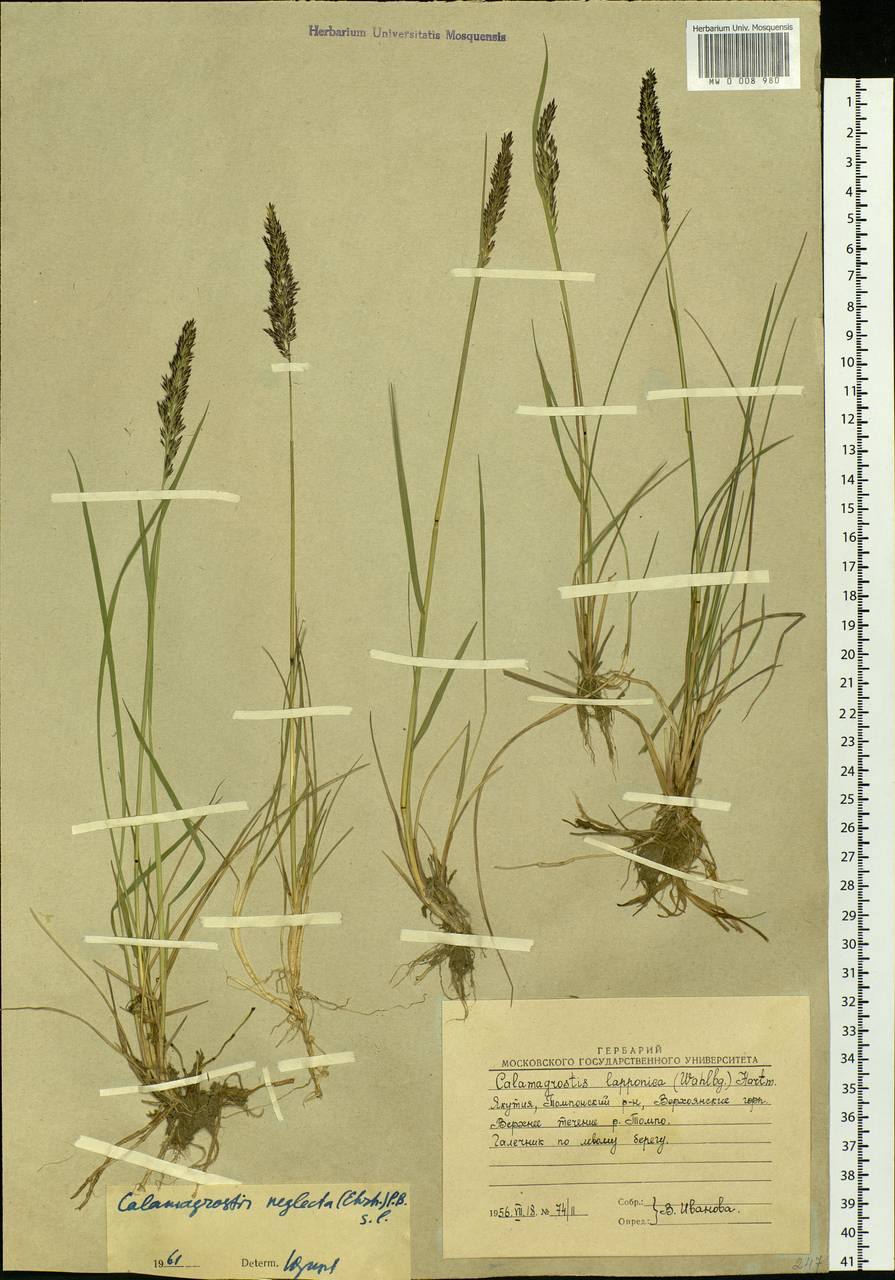 Achnatherum calamagrostis (L.) P.Beauv., Siberia, Yakutia (S5) (Russia)