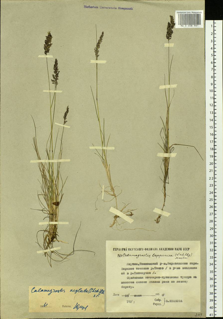Achnatherum calamagrostis (L.) P.Beauv., Siberia, Yakutia (S5) (Russia)