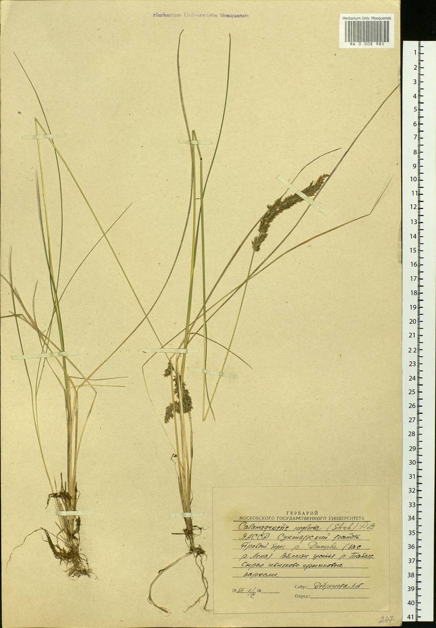 Achnatherum calamagrostis (L.) P.Beauv., Siberia, Yakutia (S5) (Russia)