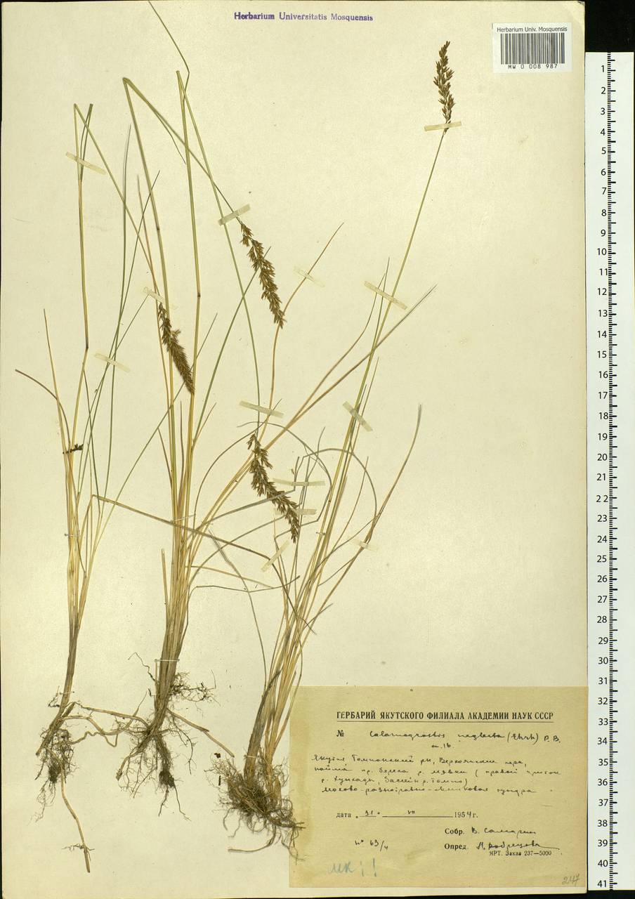 Achnatherum calamagrostis (L.) P.Beauv., Siberia, Yakutia (S5) (Russia)