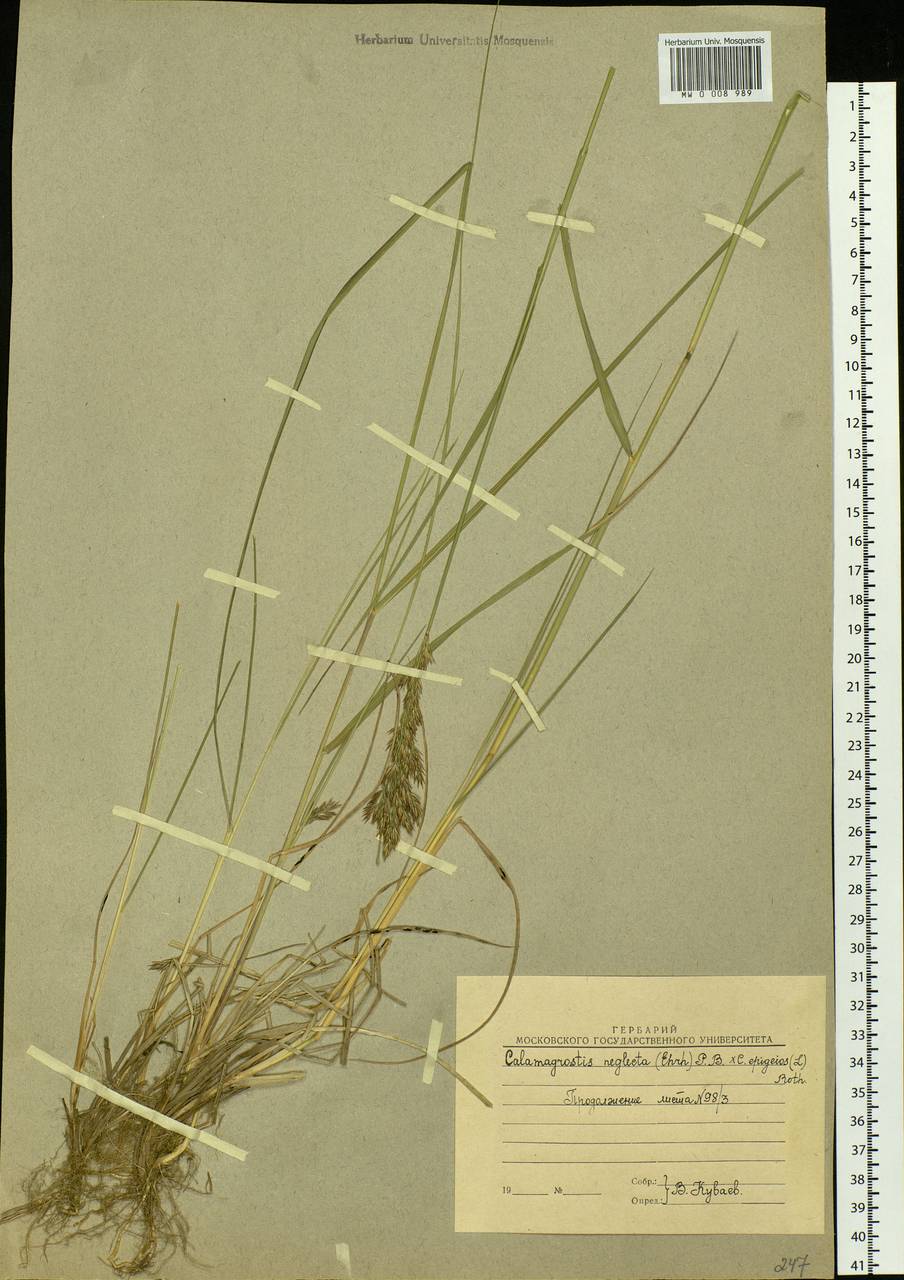 Achnatherum calamagrostis (L.) P.Beauv., Siberia, Yakutia (S5) (Russia)