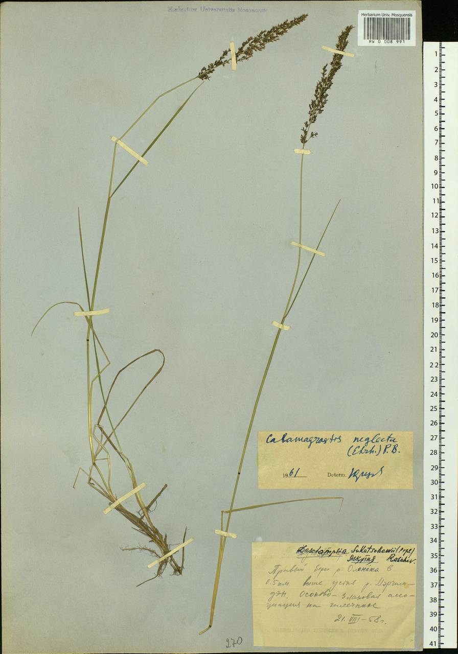 Achnatherum calamagrostis (L.) P.Beauv., Siberia, Yakutia (S5) (Russia)