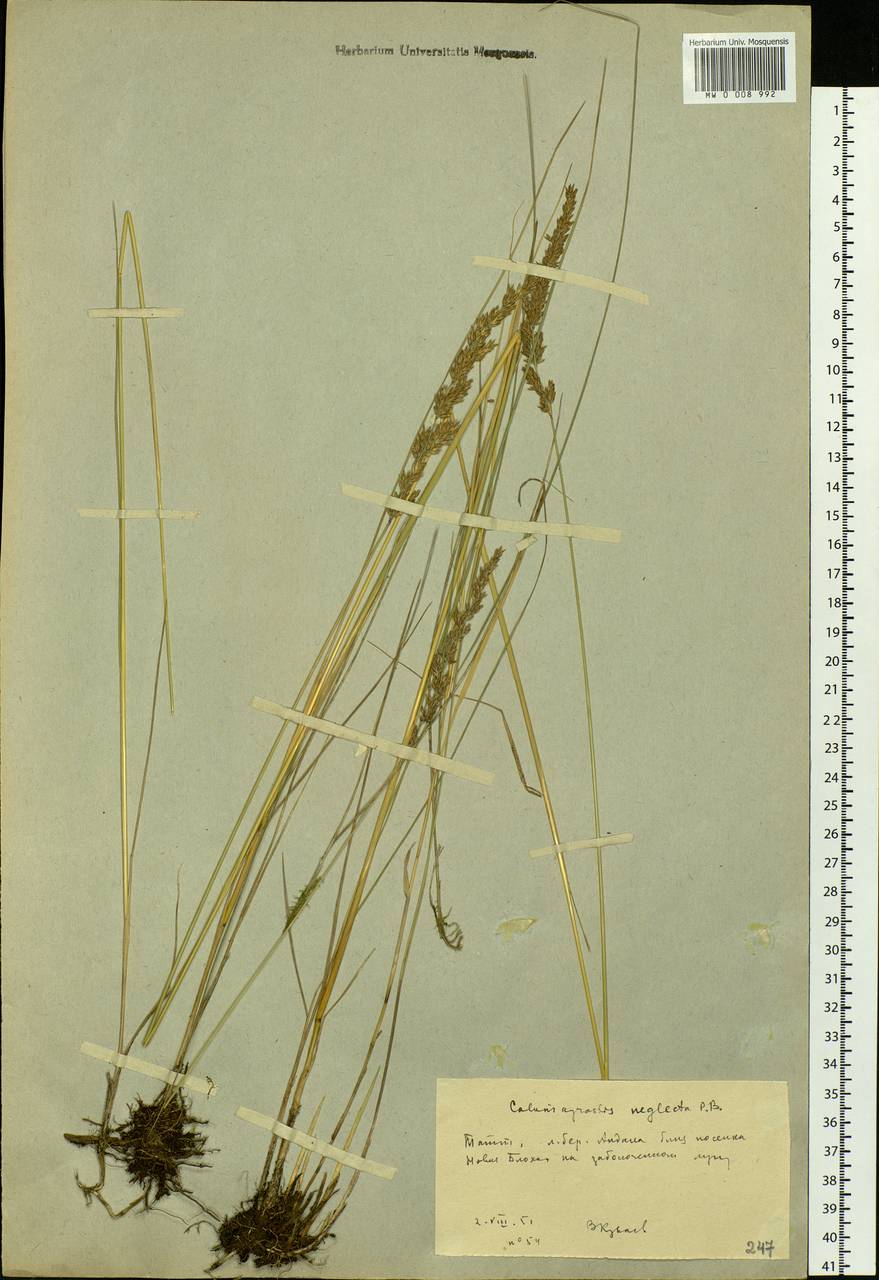 Achnatherum calamagrostis (L.) P.Beauv., Siberia, Yakutia (S5) (Russia)