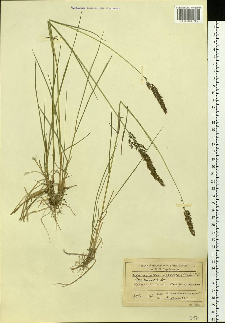 Calamagrostis stricta (Timm) Koeler, Siberia, Baikal & Transbaikal region (S4) (Russia)