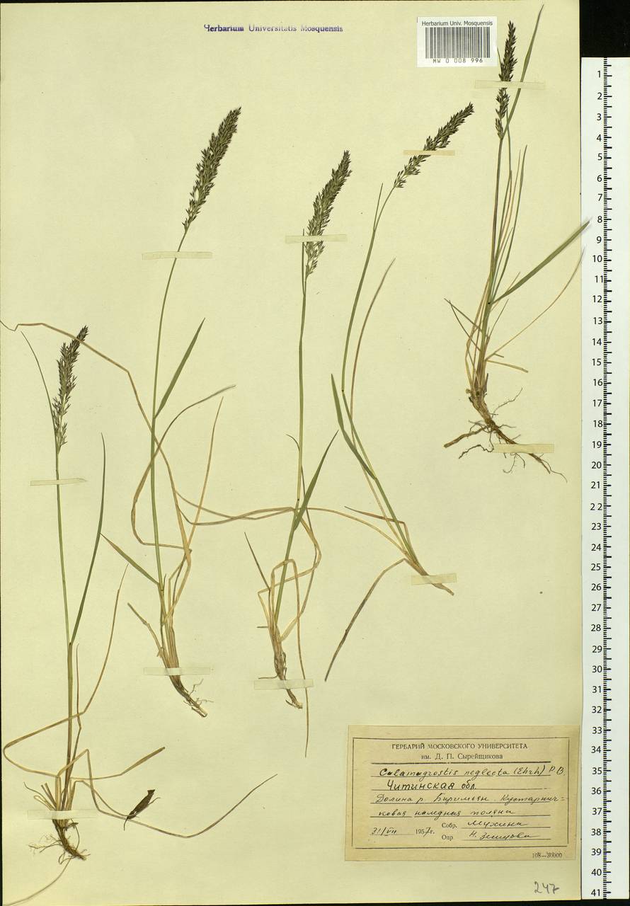 Achnatherum calamagrostis (L.) P.Beauv., Siberia, Baikal & Transbaikal region (S4) (Russia)