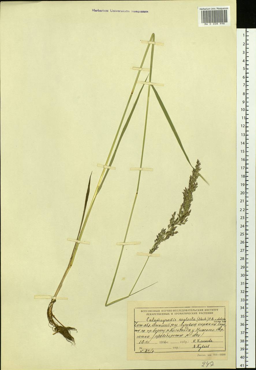 Achnatherum calamagrostis (L.) P.Beauv., Siberia, Baikal & Transbaikal region (S4) (Russia)