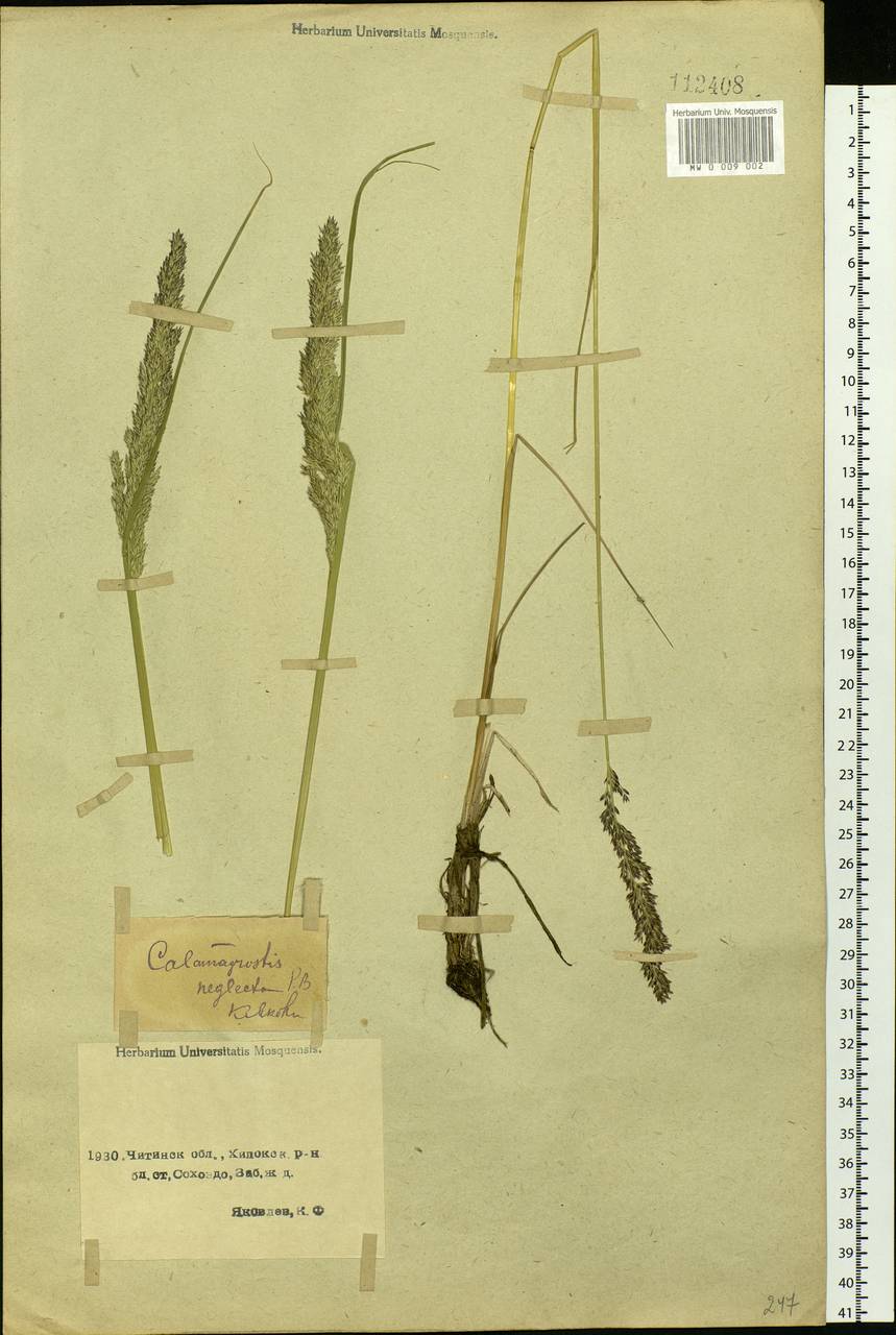 Achnatherum calamagrostis (L.) P.Beauv., Siberia, Baikal & Transbaikal region (S4) (Russia)