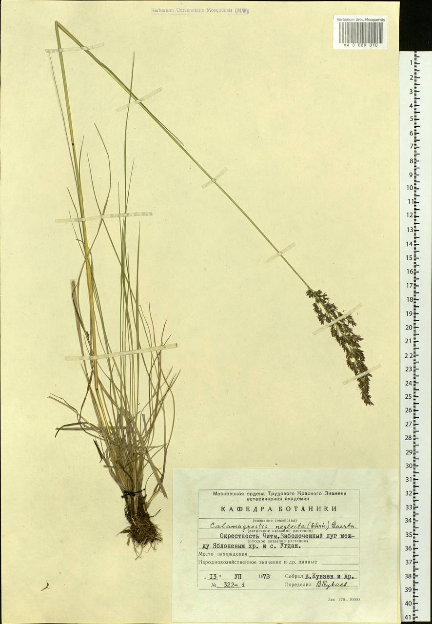 Achnatherum calamagrostis (L.) P.Beauv., Siberia, Baikal & Transbaikal region (S4) (Russia)