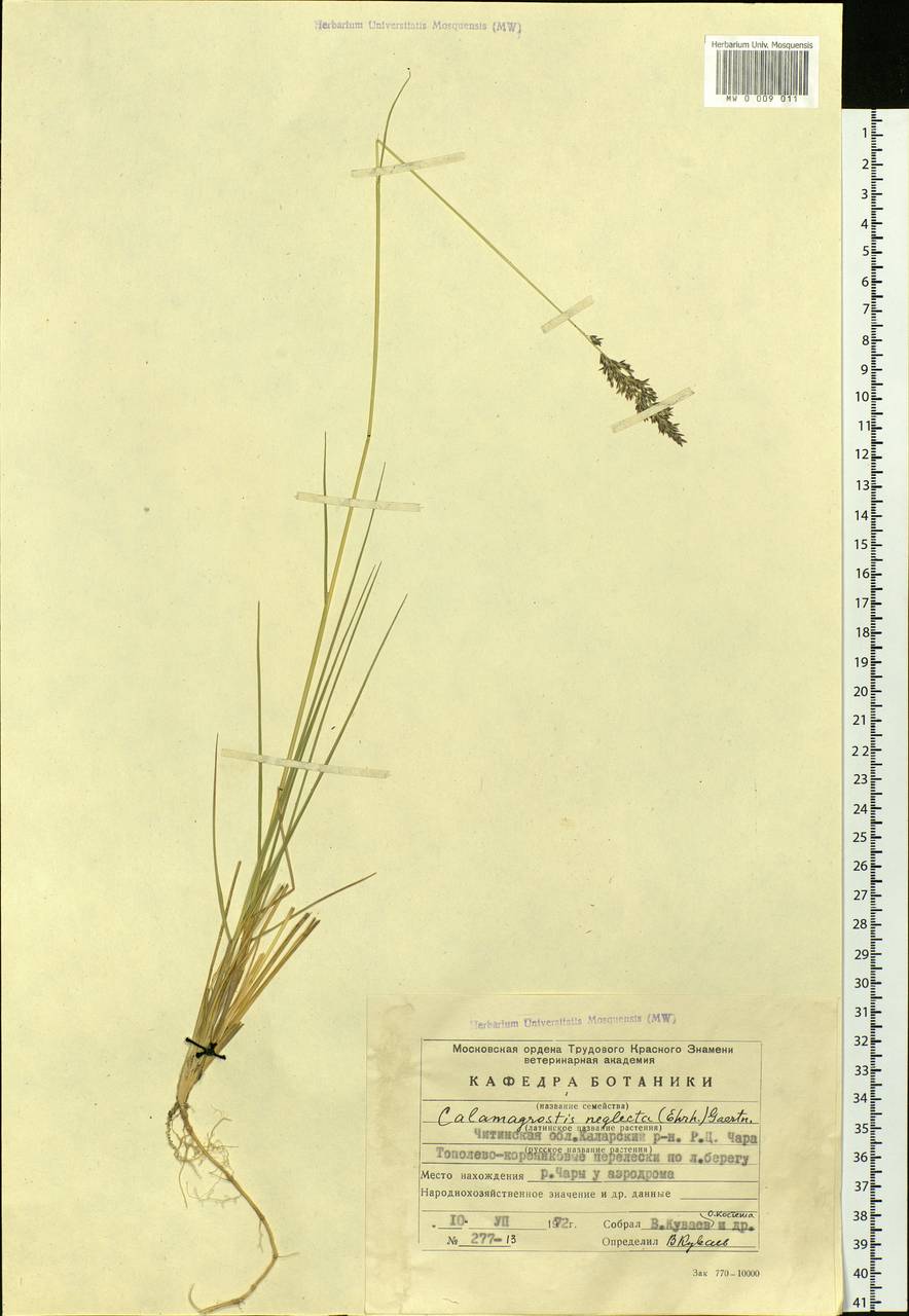 Achnatherum calamagrostis (L.) P.Beauv., Siberia, Baikal & Transbaikal region (S4) (Russia)