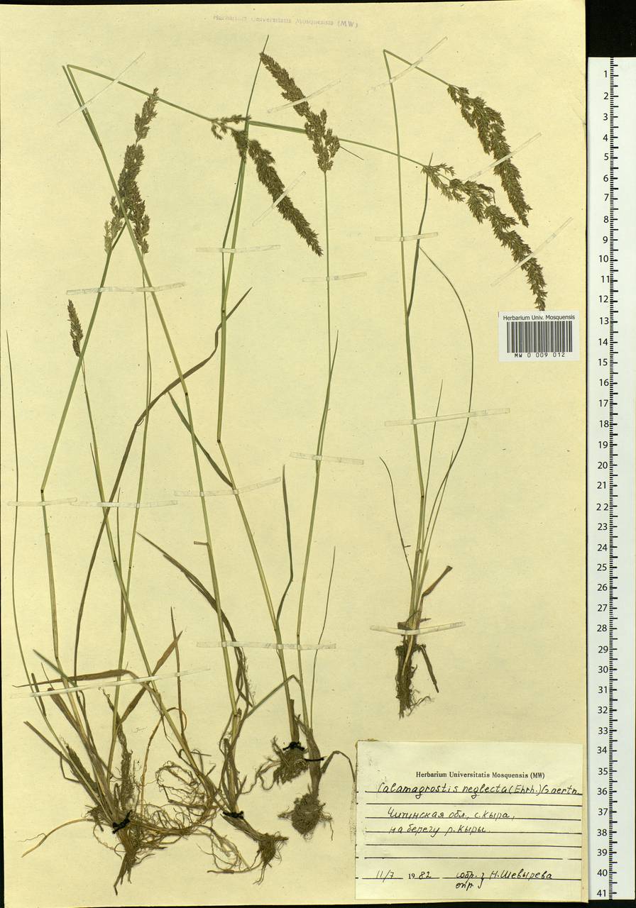 Calamagrostis stricta (Timm) Koeler, Siberia, Baikal & Transbaikal region (S4) (Russia)