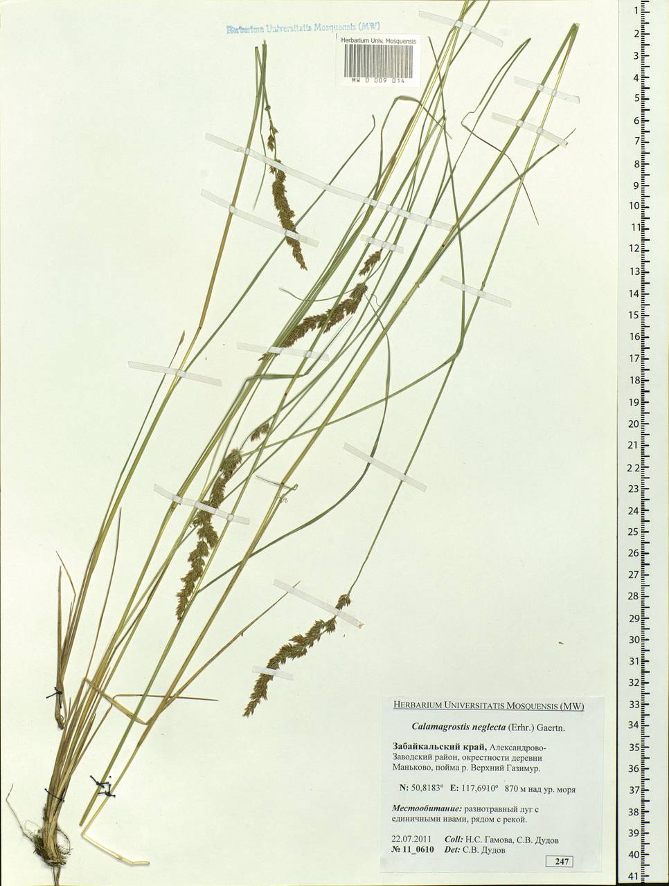 Achnatherum calamagrostis (L.) P.Beauv., Siberia, Baikal & Transbaikal region (S4) (Russia)