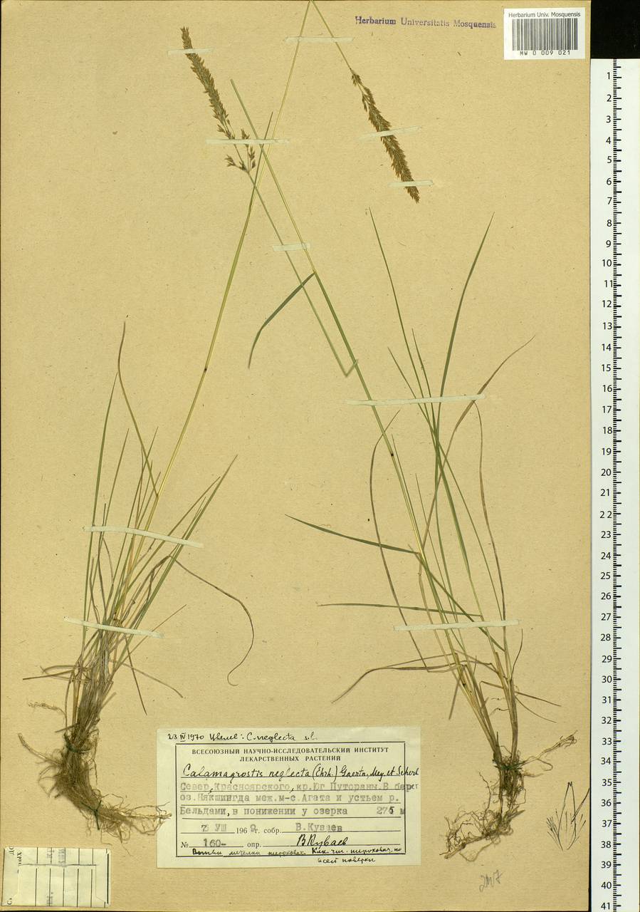 Calamagrostis stricta (Timm) Koeler, Siberia, Central Siberia (S3) (Russia)