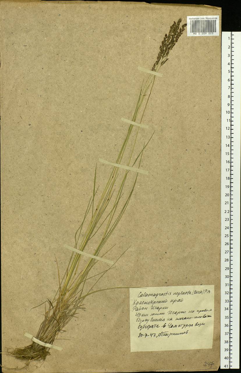 Achnatherum calamagrostis (L.) P.Beauv., Siberia, Central Siberia (S3) (Russia)