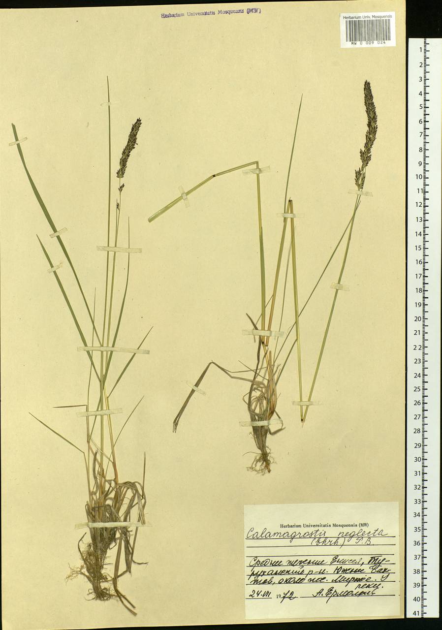 Achnatherum calamagrostis (L.) P.Beauv., Siberia, Central Siberia (S3) (Russia)