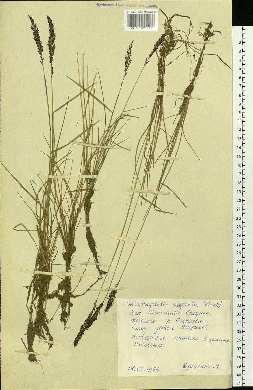 Achnatherum calamagrostis (L.) P.Beauv., Siberia, Central Siberia (S3) (Russia)