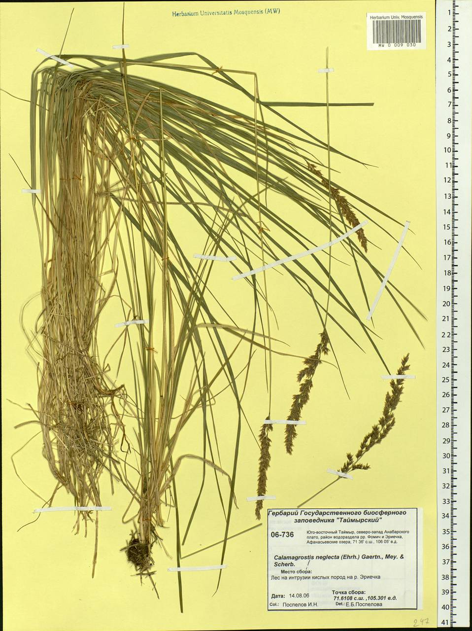 Achnatherum calamagrostis (L.) P.Beauv., Siberia, Central Siberia (S3) (Russia)