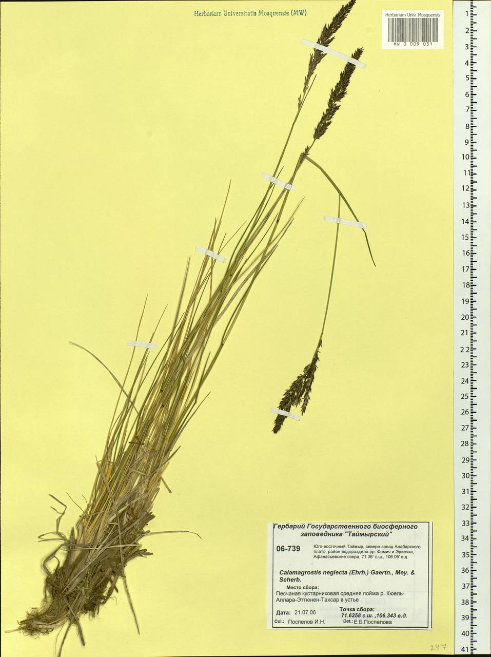 Achnatherum calamagrostis (L.) P.Beauv., Siberia, Central Siberia (S3) (Russia)