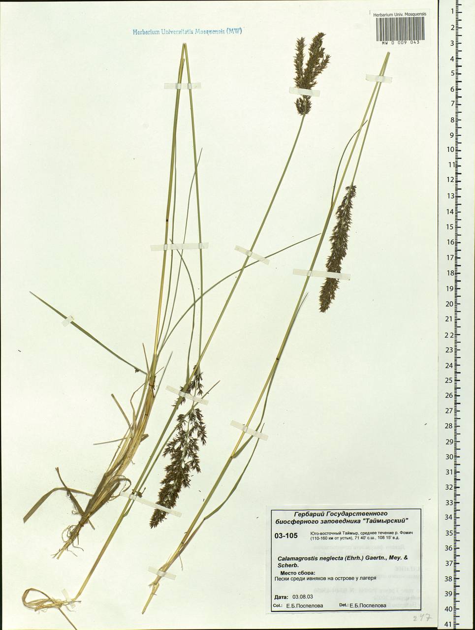 Achnatherum calamagrostis (L.) P.Beauv., Siberia, Central Siberia (S3) (Russia)