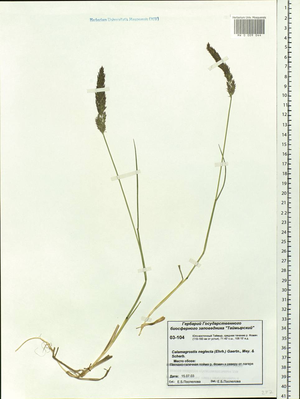 Achnatherum calamagrostis (L.) P.Beauv., Siberia, Central Siberia (S3) (Russia)