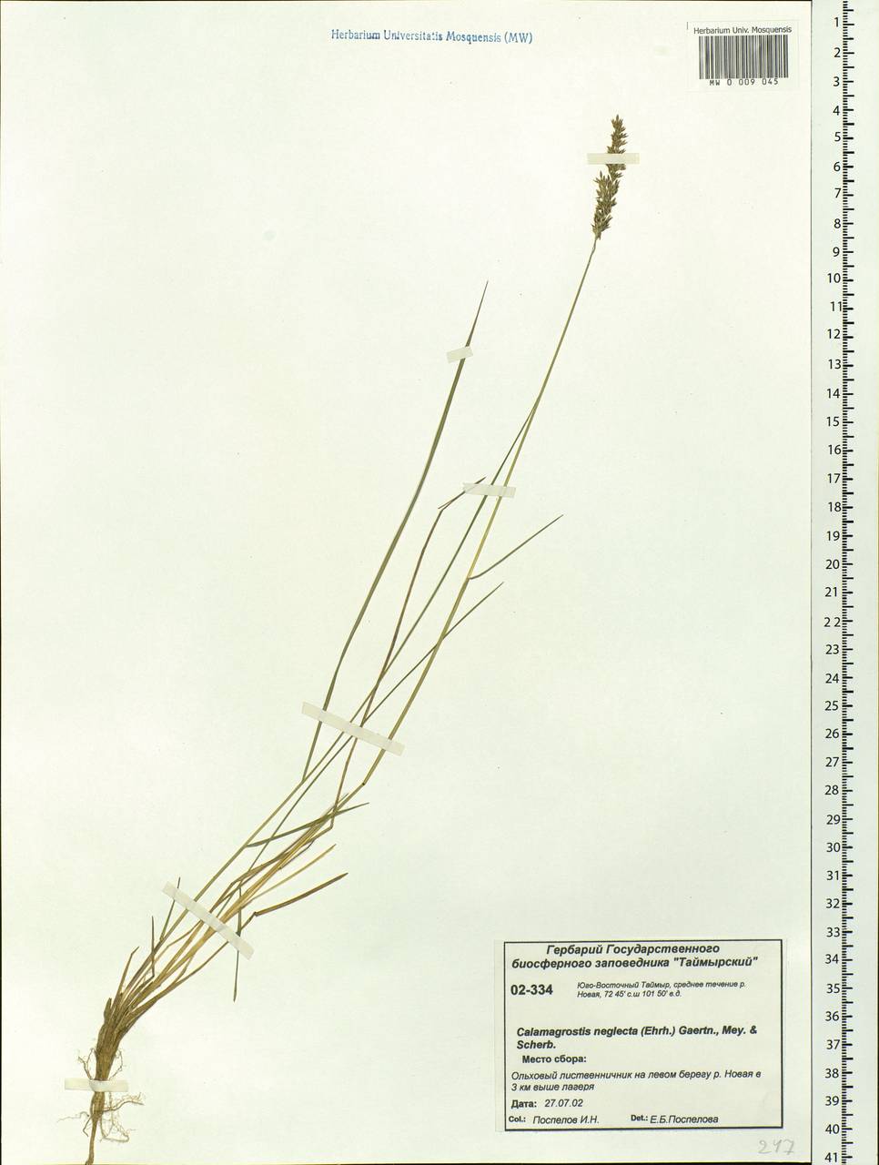 Achnatherum calamagrostis (L.) P.Beauv., Siberia, Central Siberia (S3) (Russia)