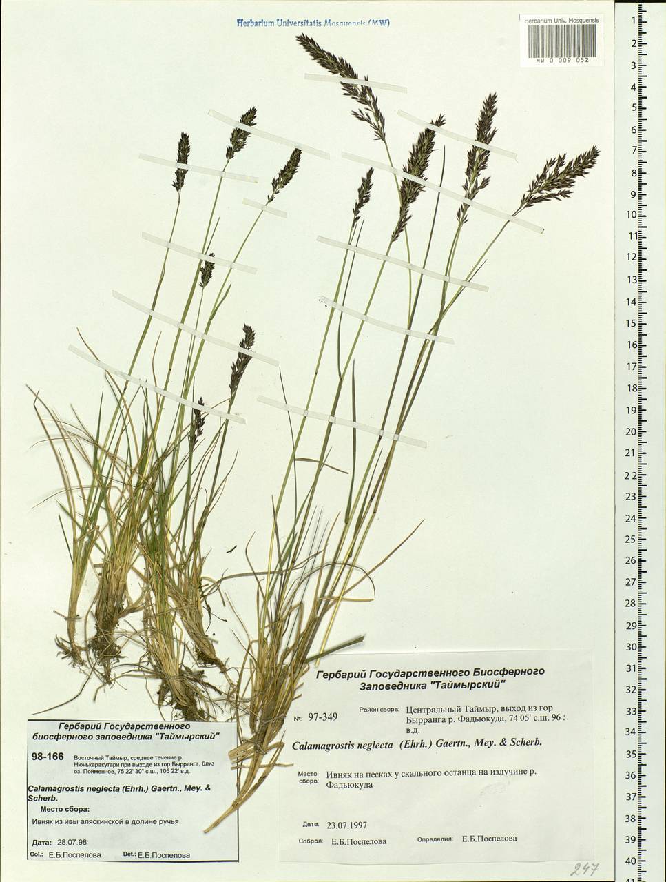 Calamagrostis stricta (Timm) Koeler, Siberia, Central Siberia (S3) (Russia)