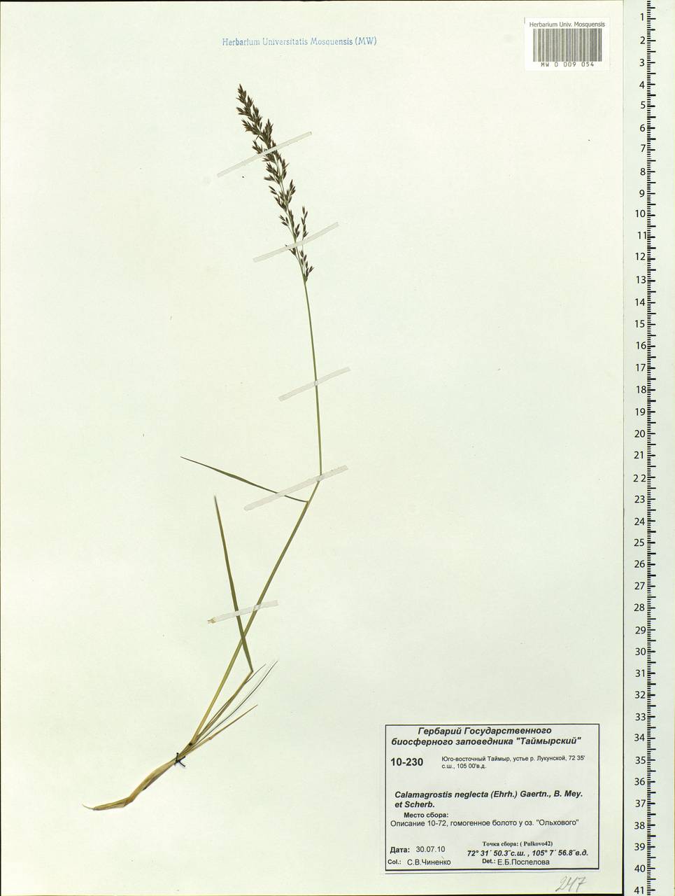 Achnatherum calamagrostis (L.) P.Beauv., Siberia, Central Siberia (S3) (Russia)