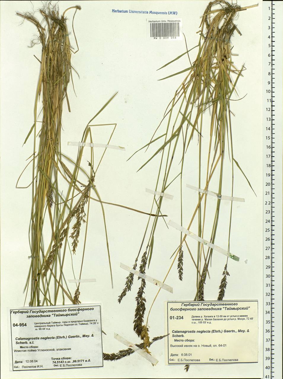 Achnatherum calamagrostis (L.) P.Beauv., Siberia, Central Siberia (S3) (Russia)