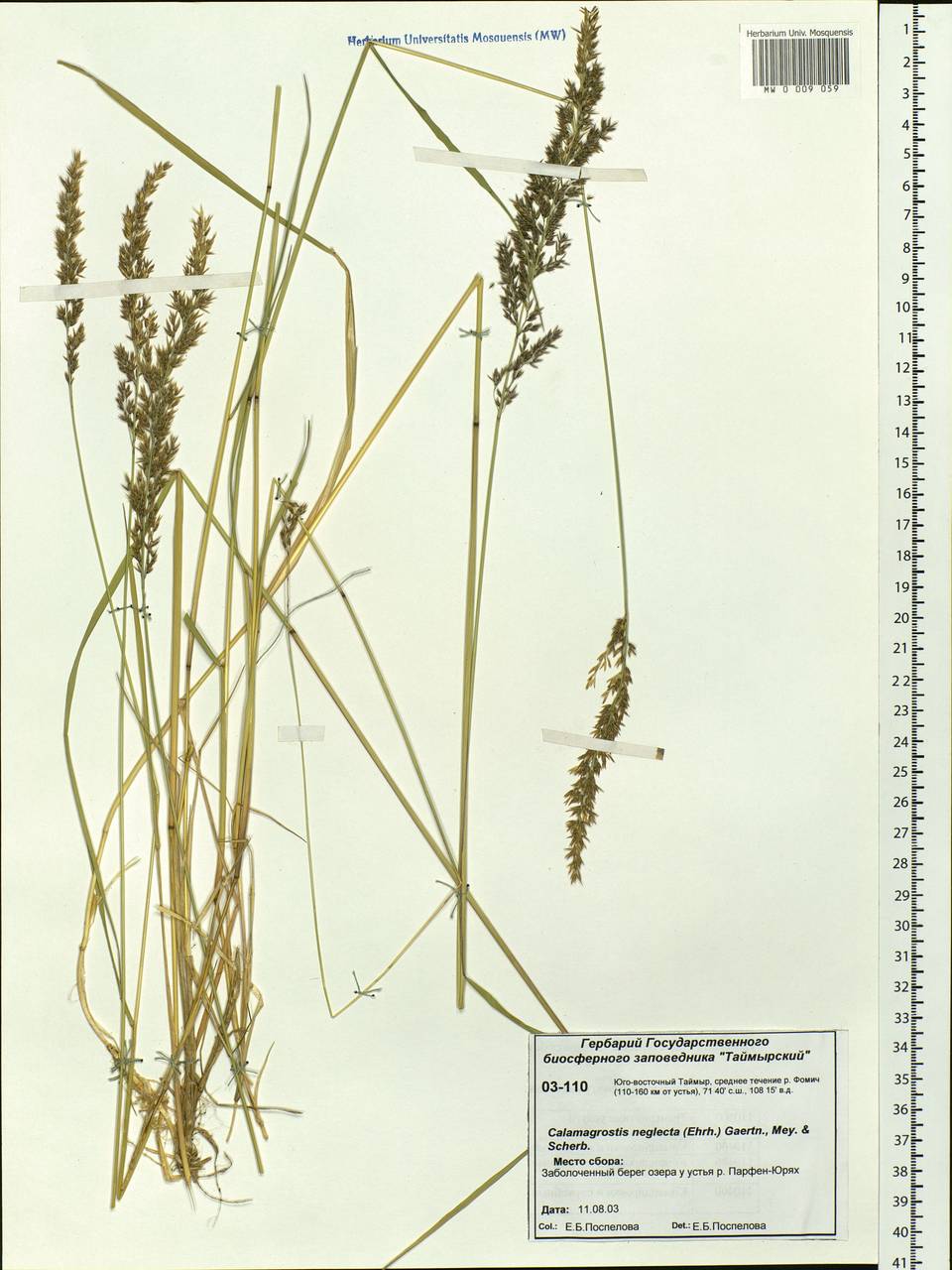 Achnatherum calamagrostis (L.) P.Beauv., Siberia, Central Siberia (S3) (Russia)