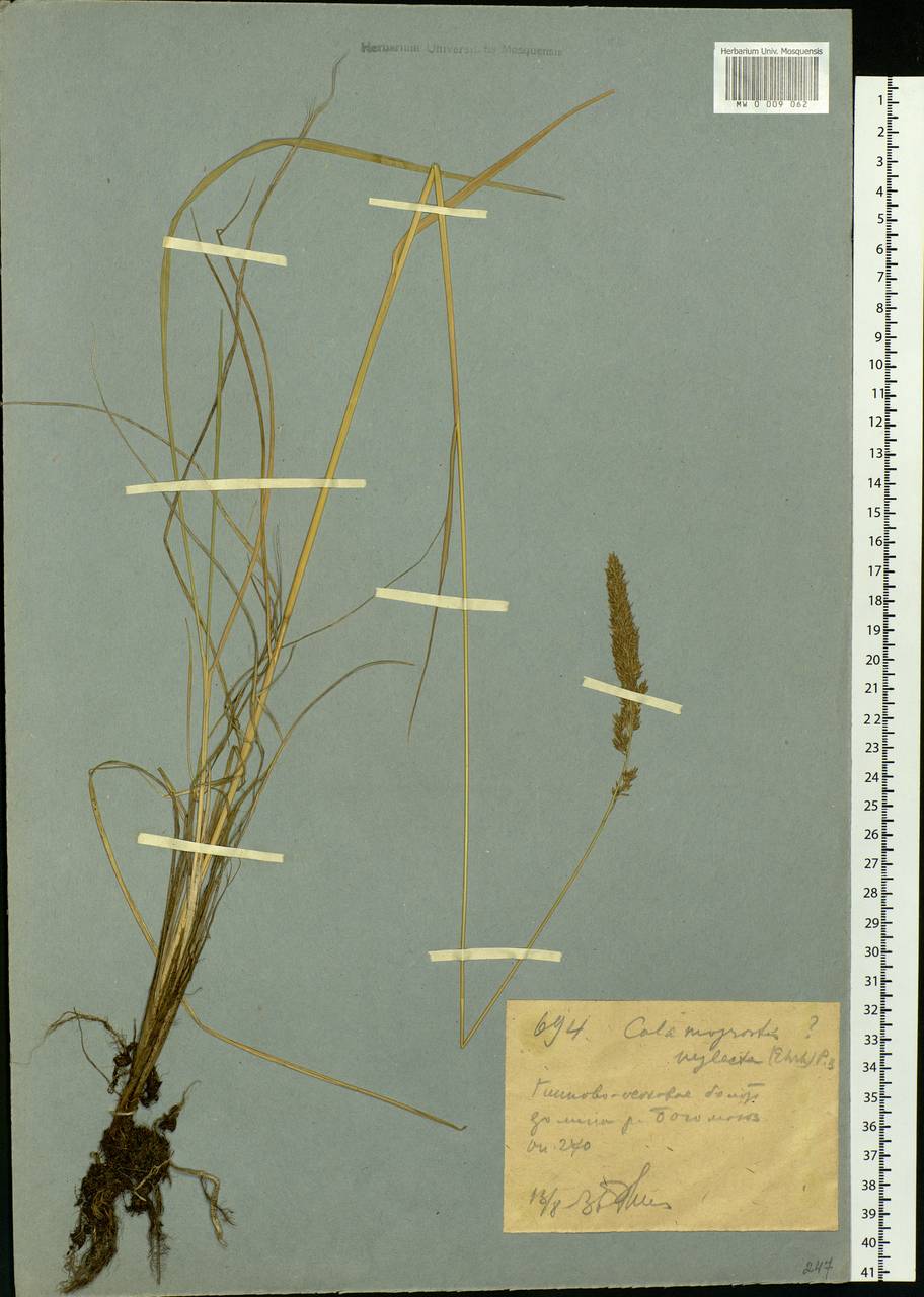 Achnatherum calamagrostis (L.) P.Beauv., Siberia, Western (Kazakhstan) Altai Mountains (S2a) (Kazakhstan)