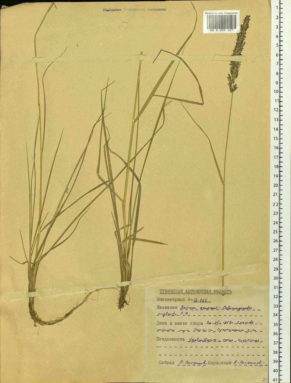 Achnatherum calamagrostis (L.) P.Beauv., Siberia, Altai & Sayany Mountains (S2) (Russia)