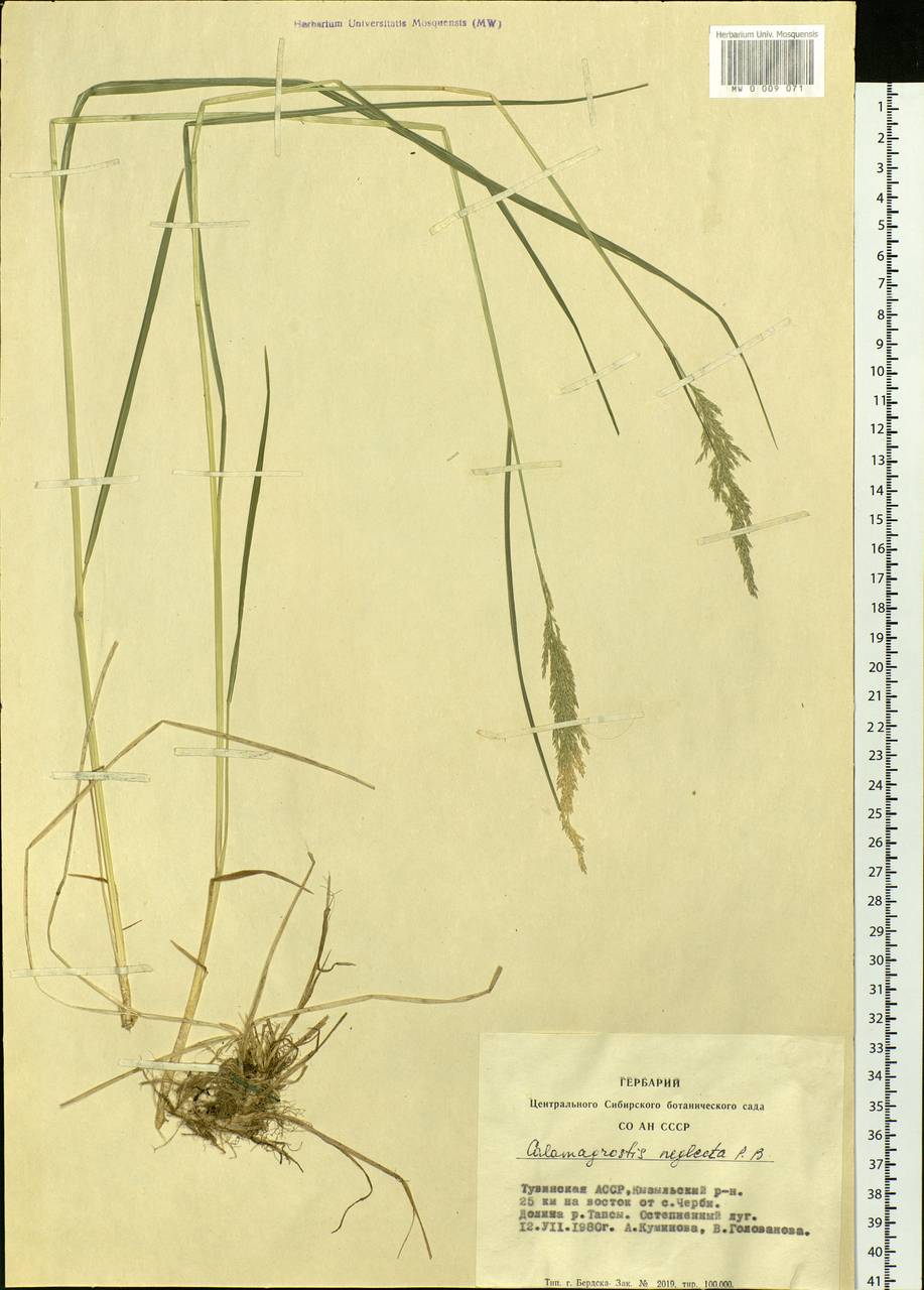 Calamagrostis stricta (Timm) Koeler, Siberia, Altai & Sayany Mountains (S2) (Russia)