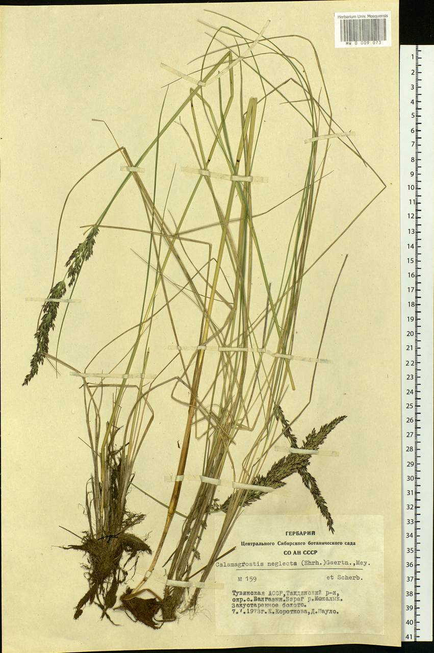 Achnatherum calamagrostis (L.) P.Beauv., Siberia, Altai & Sayany Mountains (S2) (Russia)