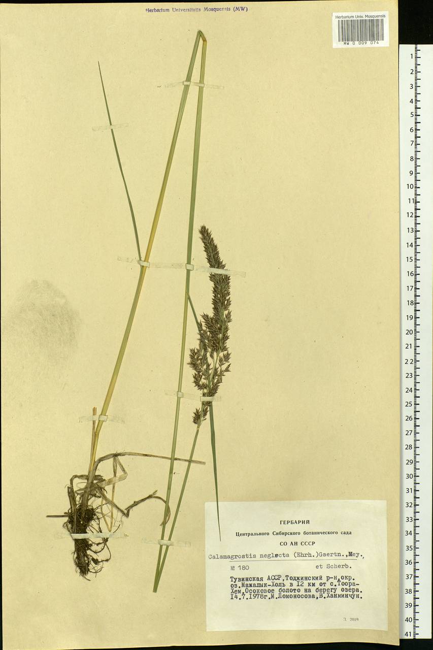 Calamagrostis stricta (Timm) Koeler, Siberia, Altai & Sayany Mountains (S2) (Russia)