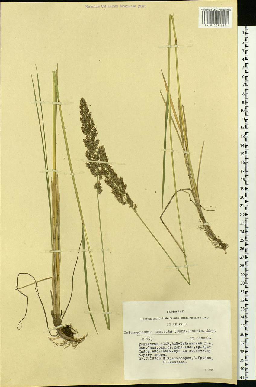 Achnatherum calamagrostis (L.) P.Beauv., Siberia, Altai & Sayany Mountains (S2) (Russia)