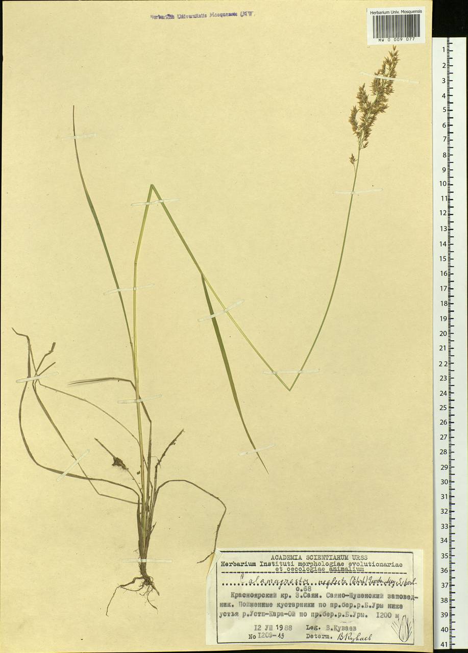 Calamagrostis stricta (Timm) Koeler, Siberia, Altai & Sayany Mountains (S2) (Russia)